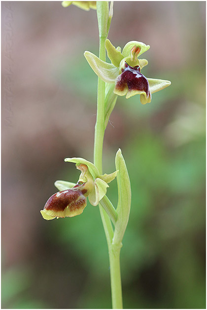 Ophrys lutea x Ophrys riojana 1