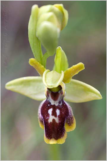 Ophrys lutea x Ophrys riojana 2