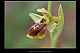 Ophrys lutea x Ophrys riojana 2