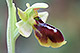 Ophrys lutea x Ophrys riojana 3