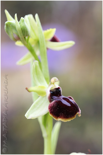 Ophrys passionis 2