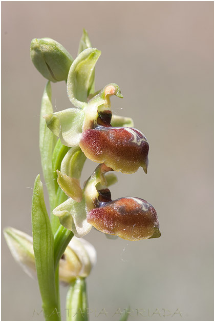 Ophrys riojana 1