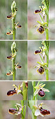 Ophrys riojana Artxibo