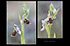 Ophrys santonica 2