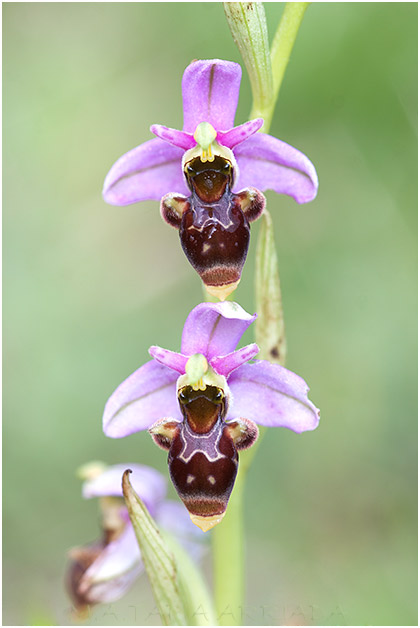 Ophrys scolopax 1
