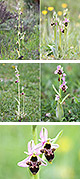 Ophrys scolopax Artxibo