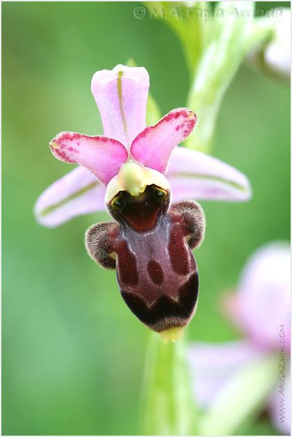 Ophrys scolopax x Ophrys sphegodes 1