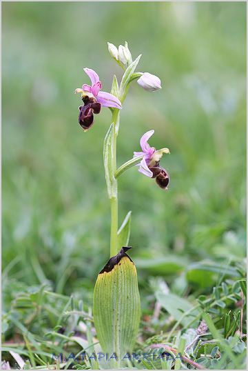 Ophrys scolopax x Ophrys sphegodes 2