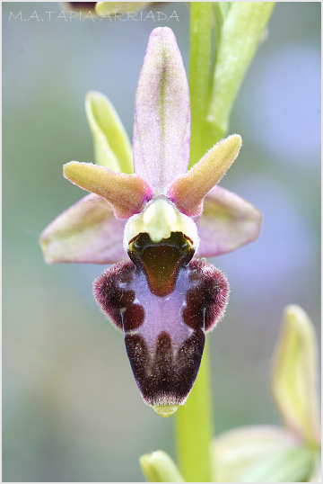 Ophrys scolopax x Ophrys sphegodes 6