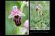 Ophrys scolopax x Ophrys sphegodes 1