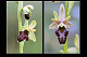 Ophrys scolopax x Ophrys sphegodes 3