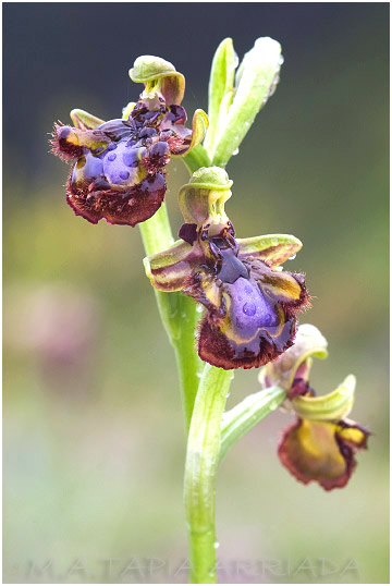 Ophrys speculum 2