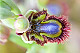 Ophrys speculum 2