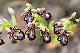 Ophrys speculum 3