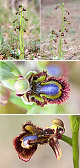 Ophrys speculum Artxibo