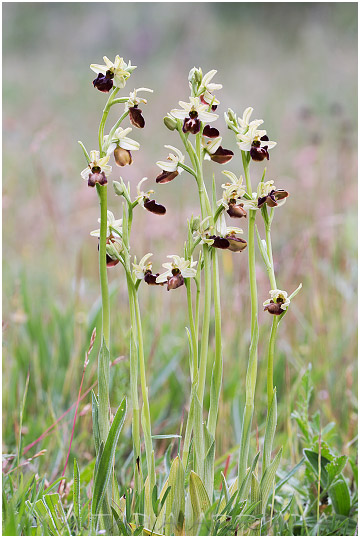Ophrys sphegodes 2