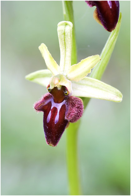 Ophrys sphegodes 3