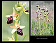 Ophrys sphegodes 1