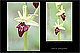 Ophrys sphegodes 2
