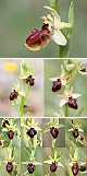 Ophrys sphegodes Artxibo
