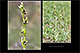 Ophrys subinsectifera 2