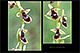Ophrys subinsectifera 3