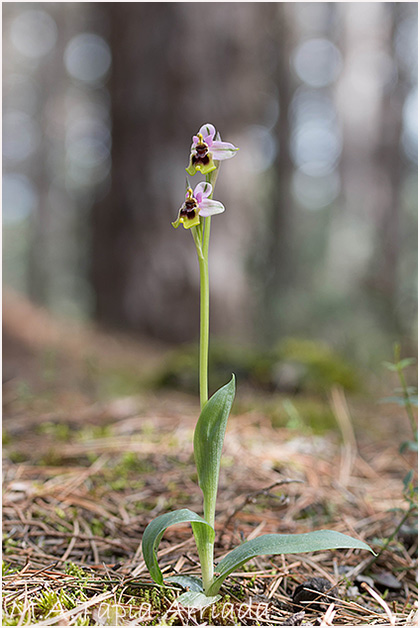 Ophrys tenthredinifera 1