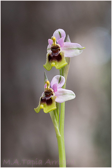 Ophrys tenthredinifera 2