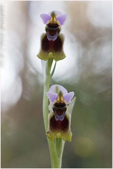 Ophrys tenthredinifera 4