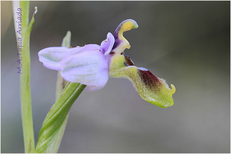 Ophrys tenthredinifera 5