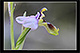 Ophrys tenthredinifera 3