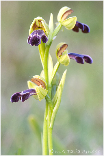 Ophrys vasconica 2