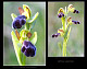 Ophrys vasconica 1