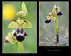 Ophrys vasconica 2