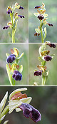 Ophrys vasconica Artxibo