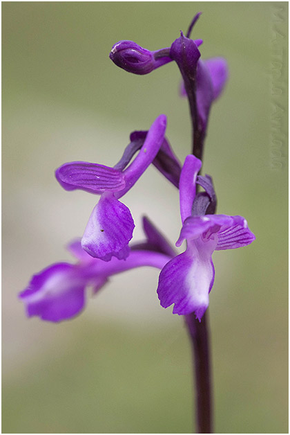 Orchis champagneuxii 1