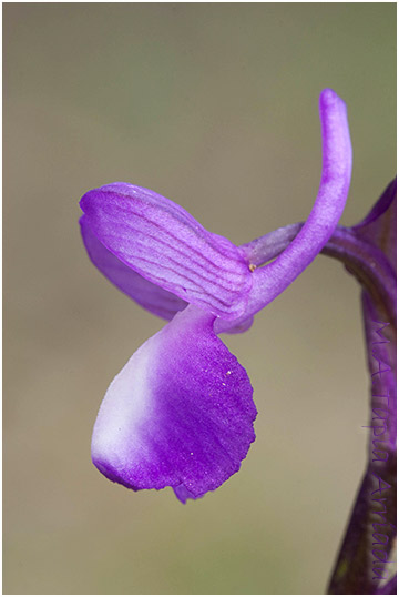 Orchis champagneuxii 2