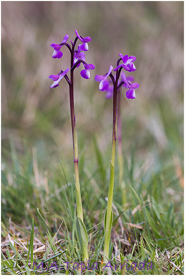 Orchis champagneuxii 4