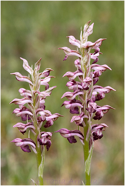 Orchis fragrans 1