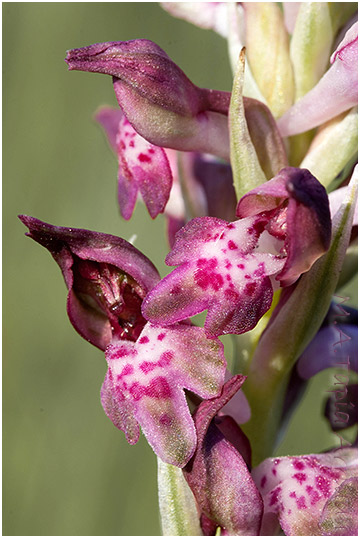 Orchis fragrans 2