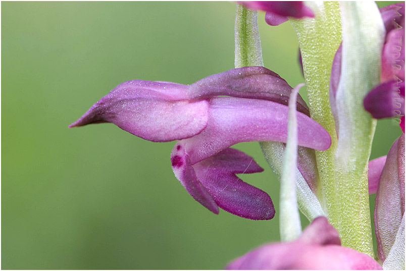 Orchis fragrans 5