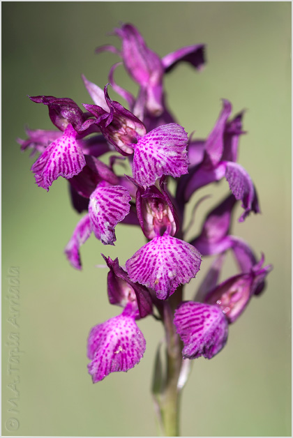 Orchis fragrans x Orchis papilionacea 1