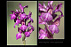 Orchis fragrans x Orchis papilionacea 1