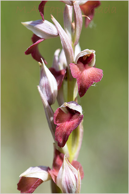 Orchis fragrans x Serapias parviflora 1