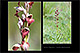 Orchis fragrans x Serapias parviflora 1