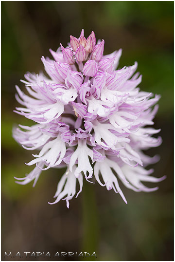 Orchis italica 2
