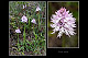 Orchis italica 1