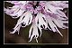 Orchis italica 2