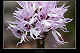 Orchis italica 3
