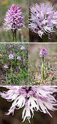 Orchis italica Artxibo